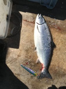 海サクラマスを必ず釣る方法 ありがとっと