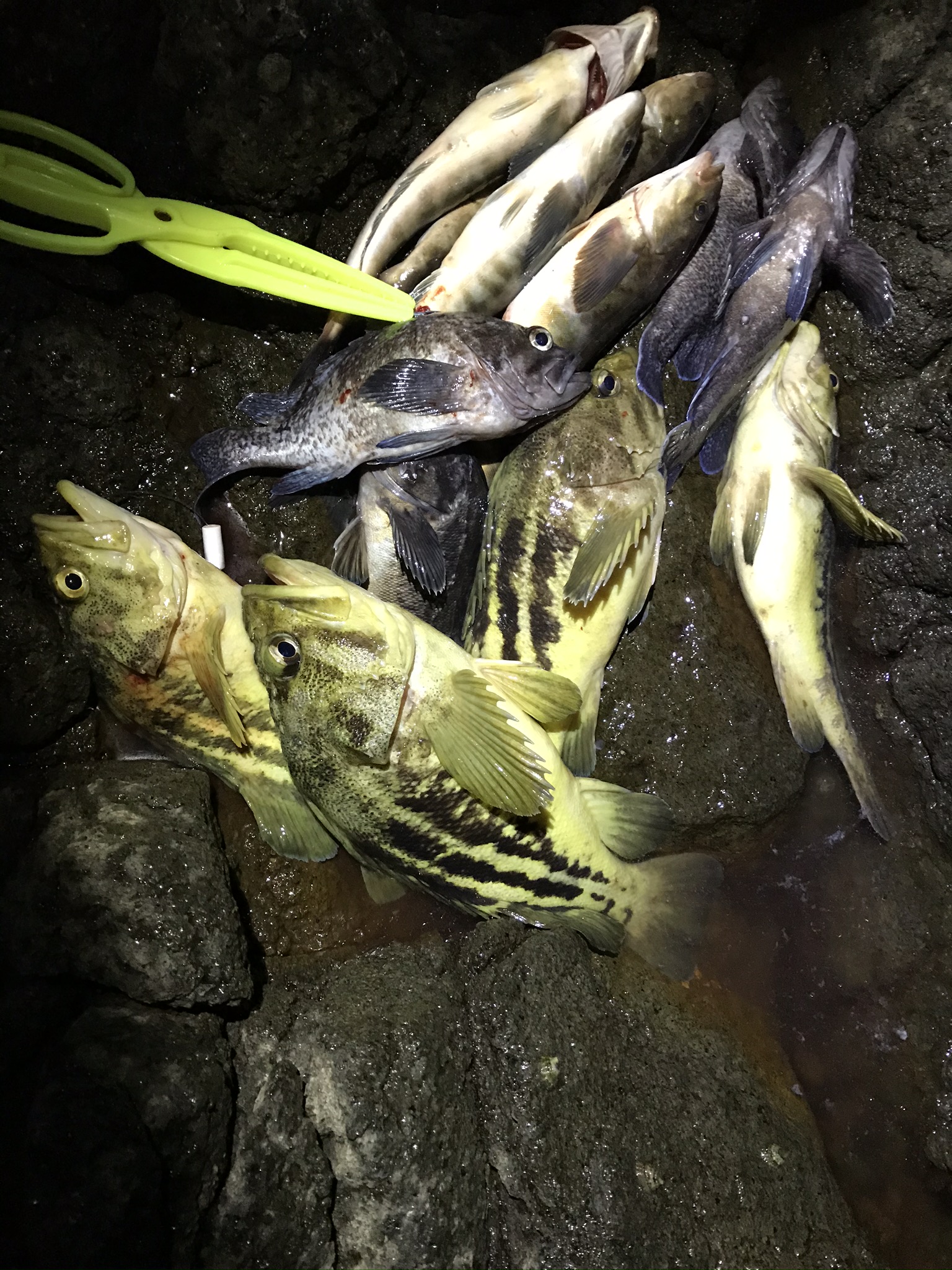 19 11 11 ソイ投げ釣り調査 島牧 ありがとっと