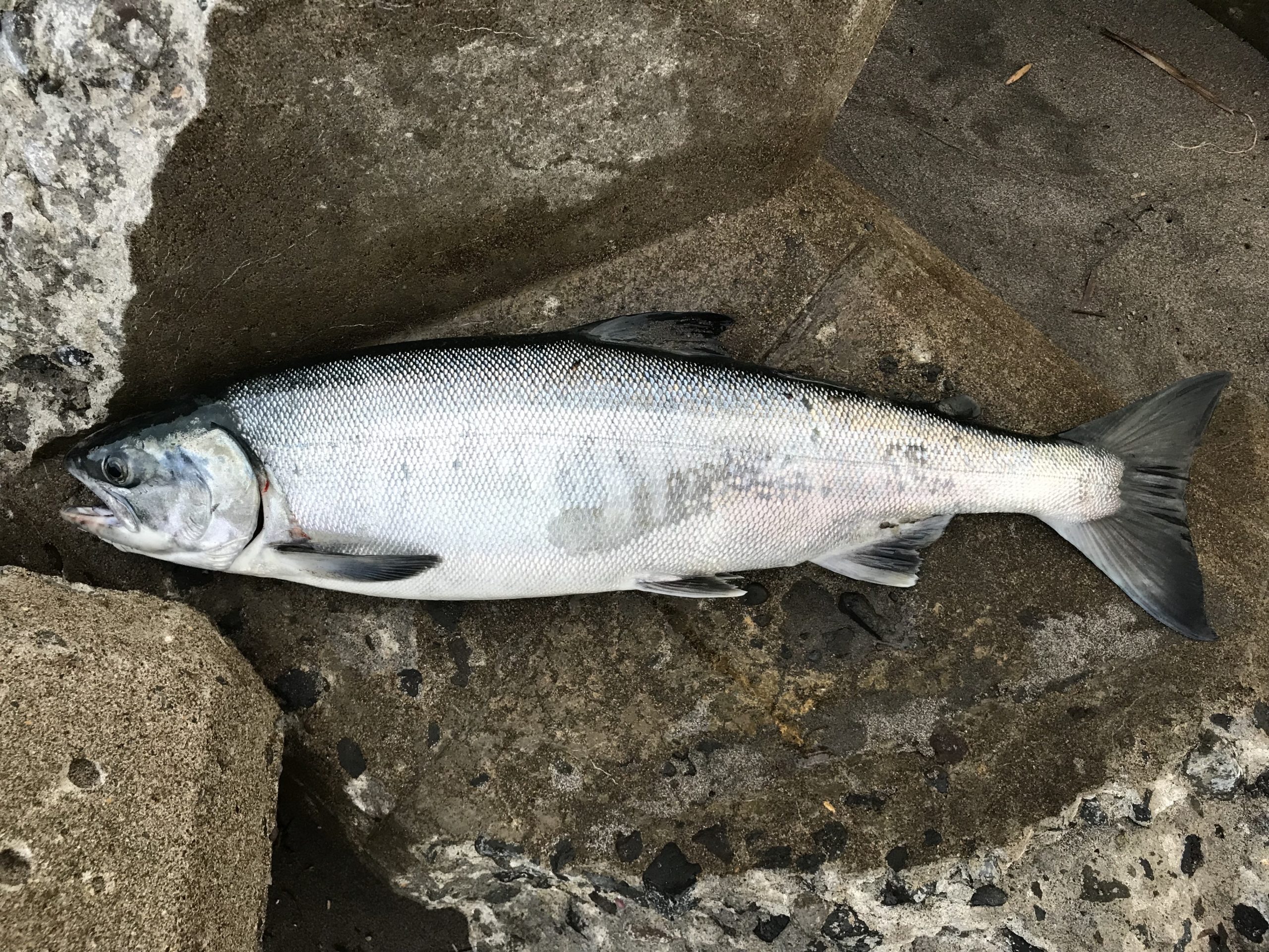 サケ属のフェロモン釣法 ありがとっと